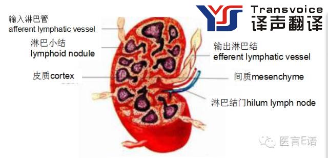 医学翻译：消化科——胃癌(图4)