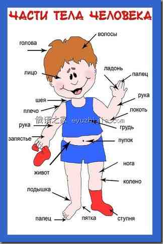 入门学习 下图中身体各部位用俄语怎么说