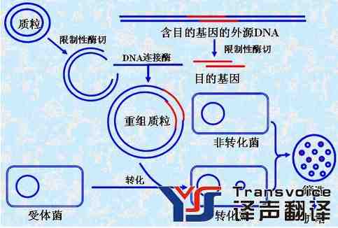 基因工程翻译